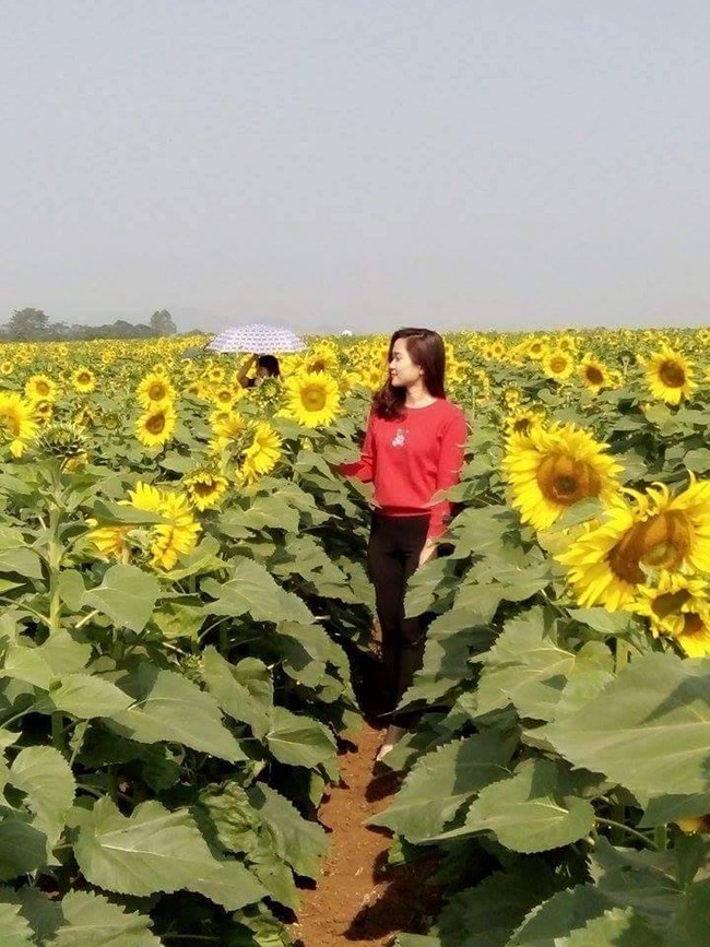 Vẻ đẹp kh&oacute; cưỡng của c&aacute;nh đồng hoa hướng dương đang m&ugrave;a nở rộ - Ảnh 2.