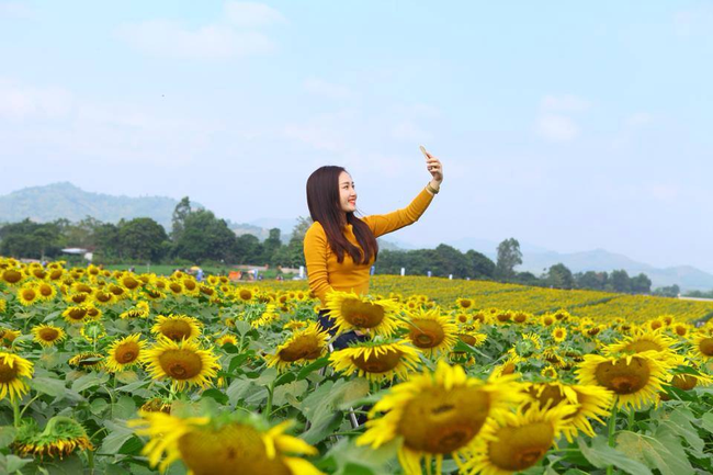 Vẻ đẹp kh&oacute; cưỡng của c&aacute;nh đồng hoa hướng dương đang m&ugrave;a nở rộ - Ảnh 3.