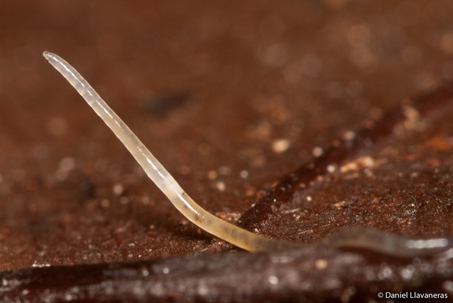 5 sự thật th&uacute; vị chẳng ai hay về lo&agrave;i vật được mệnh danh l&agrave; rồng đất - Ảnh 12.