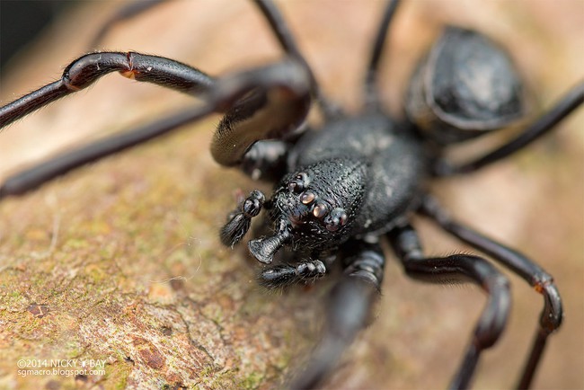 Có một loài nhện bất khả chiến bại tồn tại từ thời tiền sử đến tận bây giờ - Ảnh 6.