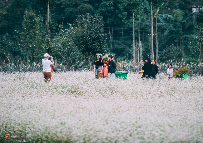 Tháng 11 đến rồi, nhất định phải đi Tây Bắc để hưởng cái lạnh và ngắm 3 loài hoa này - Ảnh 6.