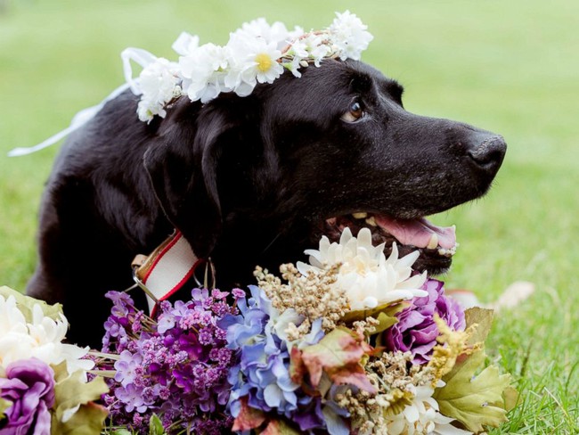 Gắng gượng sống đến ngày cô chủ làm lễ kết hôn, chú chó khiến ai cũng phải rơi nước mắt - Ảnh 2.