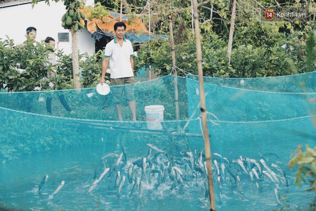 Người đàn ông ở Cần Thơ có tài điều khiển 20.000 con cá lóc đồng loạt bay lên khỏi mặt nước - Ảnh 3.