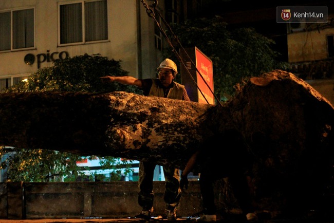 C&ocirc;ng nh&acirc;n trắng đ&ecirc;m di dời h&agrave;ng c&acirc;y x&agrave; cừ tr&ecirc;n đường Kim M&atilde; - Ảnh 7.
