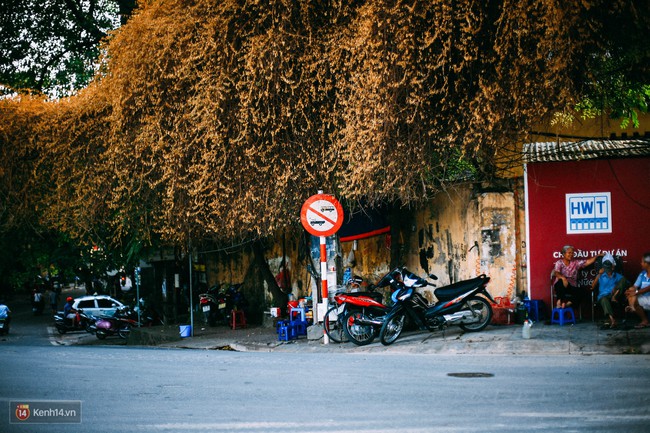 Ngả vàng cả một góc phố, đây là giàn hoa giấy ăn ảnh nhất Hà Nội những ngày này! - Ảnh 2.