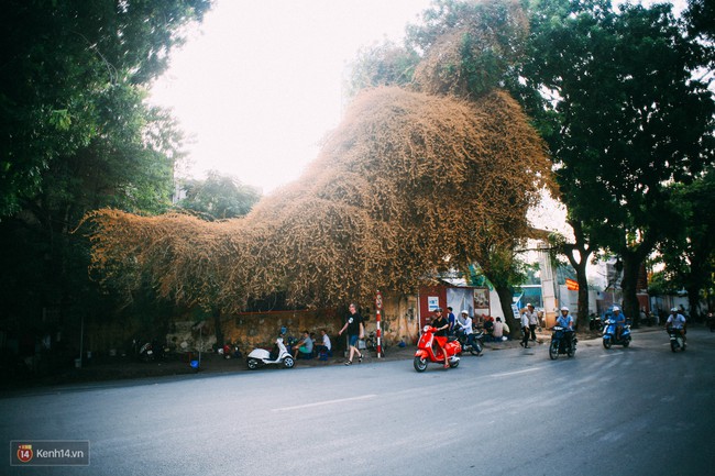 Ngả vàng cả một góc phố, đây là giàn hoa giấy ăn ảnh nhất Hà Nội những ngày này! - Ảnh 9.