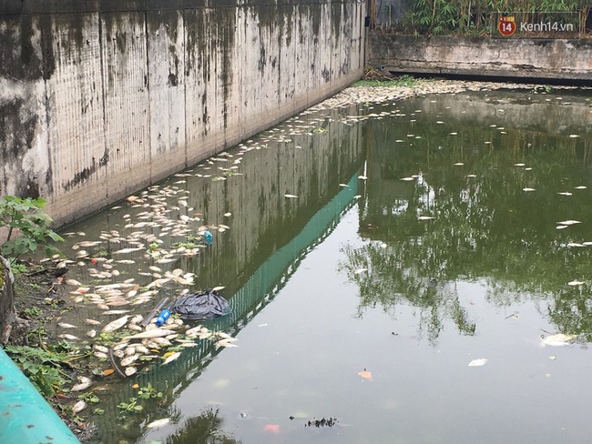 Quanh hồ T&acirc;y đ&atilde; giảm m&ugrave;i h&ocirc;i thối nồng nặc, c&aacute; chết vẫn đang tiếp tục được thu dọn - Ảnh 5.
