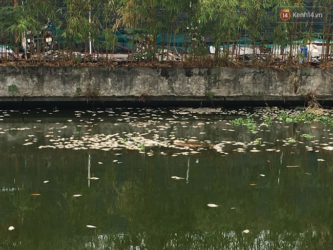 Quanh hồ T&acirc;y đ&atilde; giảm m&ugrave;i h&ocirc;i thối nồng nặc, c&aacute; chết vẫn đang tiếp tục được thu dọn - Ảnh 6.