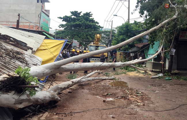 TP. HCM: Cây bạch đàn ngã đè sập 2 nhà dân, 1 phụ nữ đi đường bị thương - Ảnh 2.