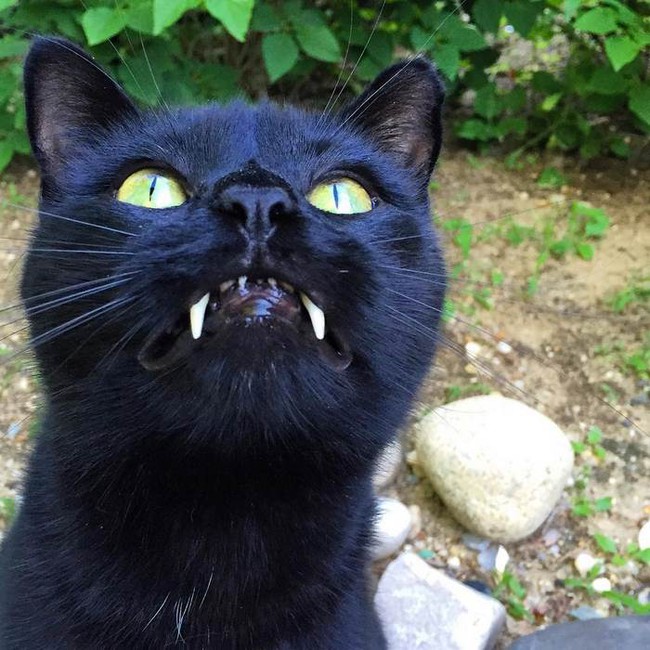 Tìm thấy mèo ma cà rồng với cặp răng nanh nhọn hoắt - Ảnh 6.
