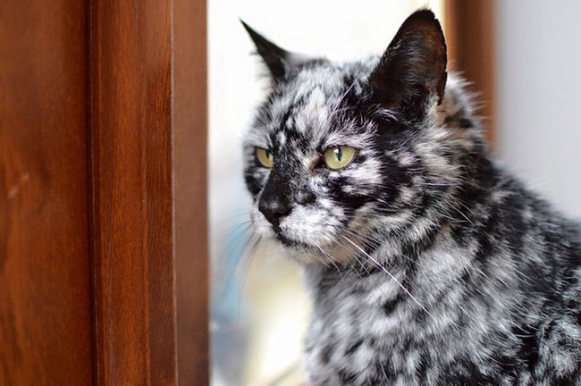 Chú mèo 19 tuổi có bộ lông muối tiêu khiến ai cũng phải chú ý  - Ảnh 3.