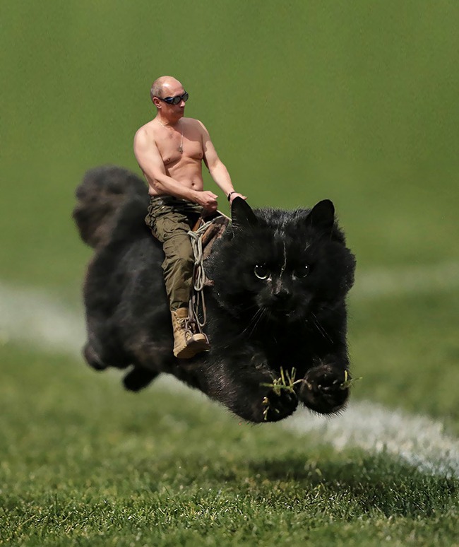 Chú mèo đen đủi phi thân qua sân bị các thánh Photoshop túm gọn - Ảnh 3.
