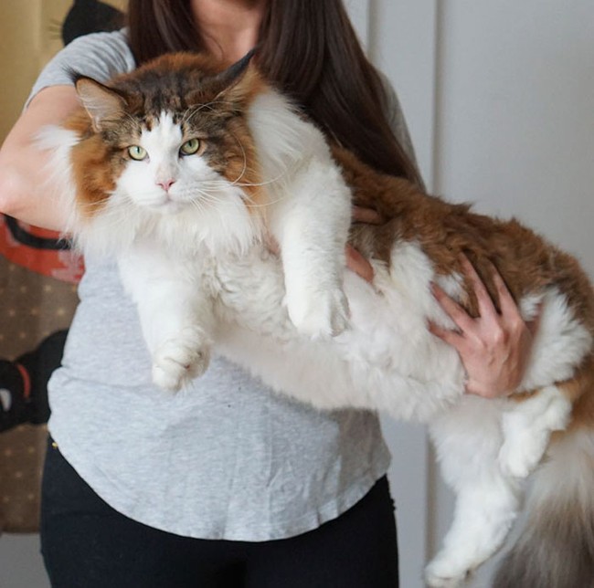 Mèo ú 13kg mặt lúc nào cũng như hờn cả thế giới - Ảnh 6.