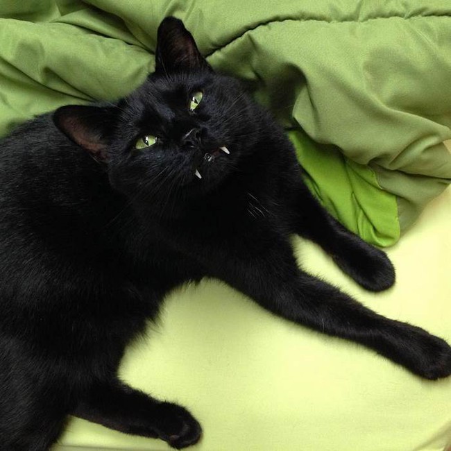 Tìm thấy mèo ma cà rồng với cặp răng nanh nhọn hoắt - Ảnh 4.