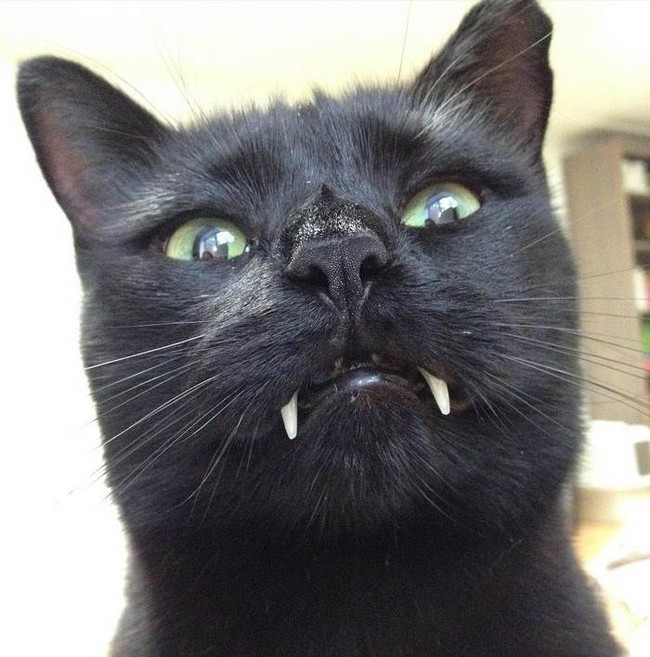 Tìm thấy mèo ma cà rồng với cặp răng nanh nhọn hoắt - Ảnh 3.