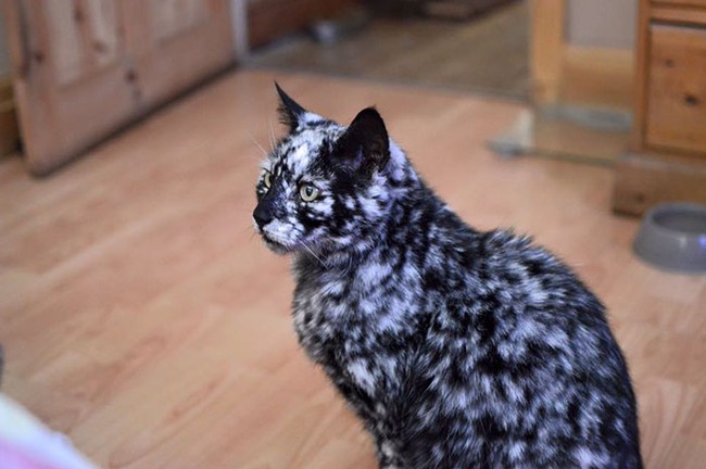 Chú mèo 19 tuổi có bộ lông muối tiêu khiến ai cũng phải chú ý  - Ảnh 13.