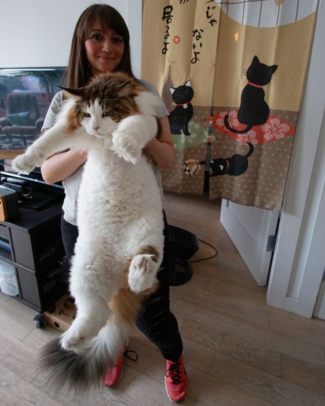 Mèo ú 13kg mặt lúc nào cũng như hờn cả thế giới - Ảnh 8.