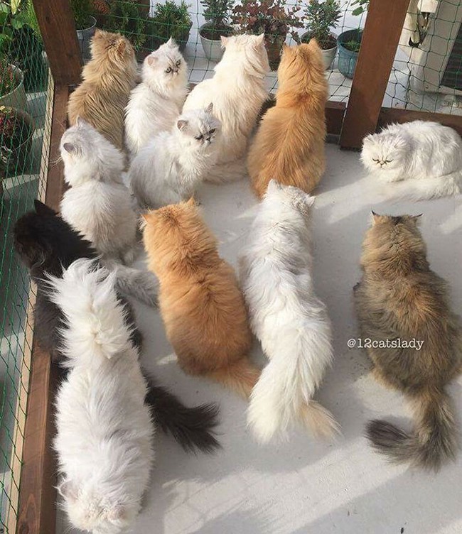 12 em mèo béo núc ních cùng chung sống dưới một mái nhà - Ảnh 3.