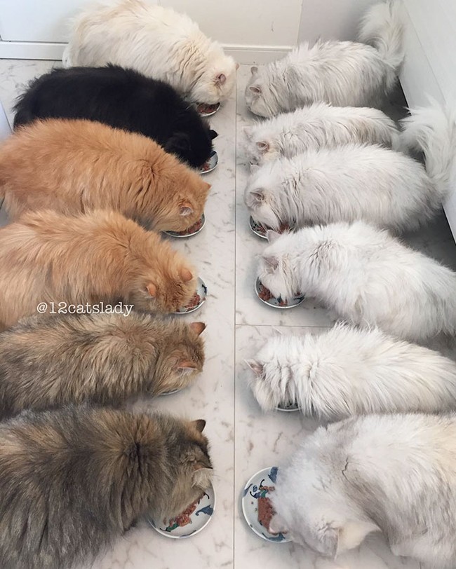 12 em mèo béo núc ních cùng chung sống dưới một mái nhà - Ảnh 6.