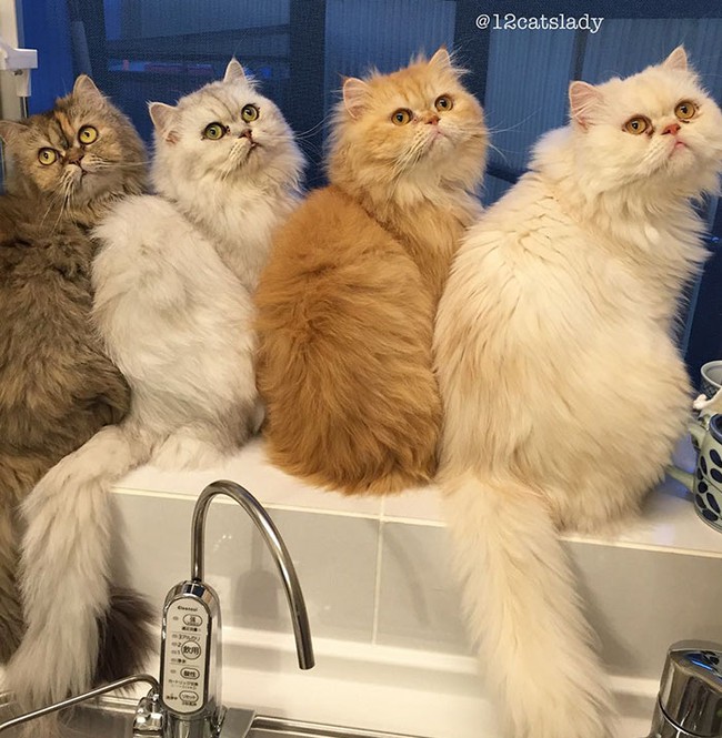 12 em mèo béo núc ních cùng chung sống dưới một mái nhà - Ảnh 5.