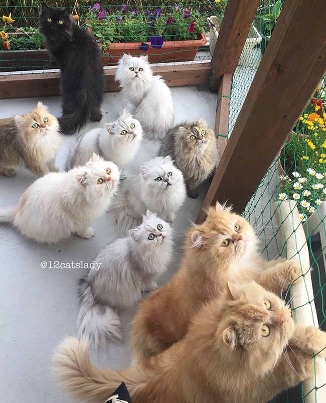 12 em mèo béo núc ních cùng chung sống dưới một mái nhà - Ảnh 7.