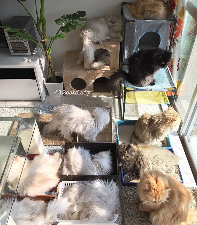 12 em mèo béo núc ních cùng chung sống dưới một mái nhà - Ảnh 8.