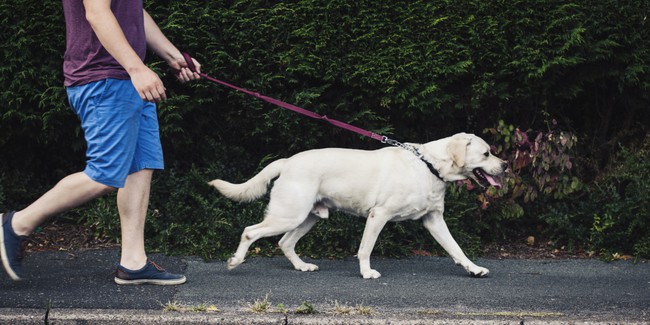 Ở nhiều nước trên thế giới, có bắt buộc phải rọ mõm chó khi dắt chúng đi dạo? - Ảnh 1.