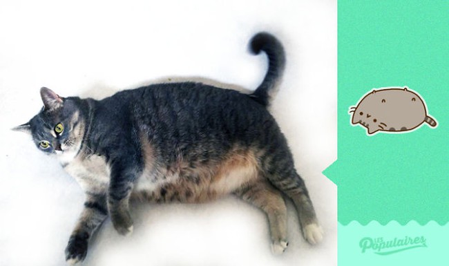 Đã tìm thấy mèo béo Pusheen phiên bản đời thực - Ảnh 11.
