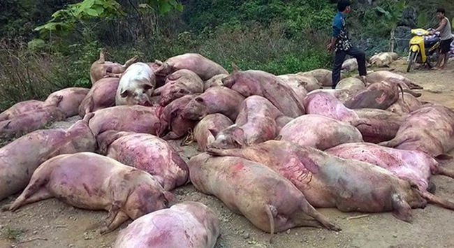 Hàng chục con lợn chết bị đổ xuống đường: Không có chuyện đem bán - Ảnh 1.