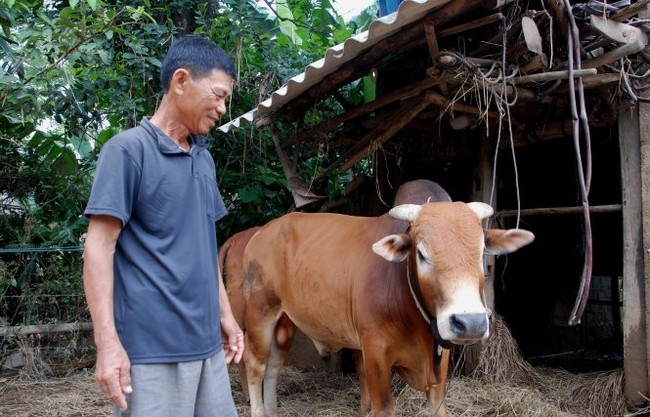 Gặp lại con bò vô vọng trong lũ dữ ở xã Văn Hóa - Ảnh 1.