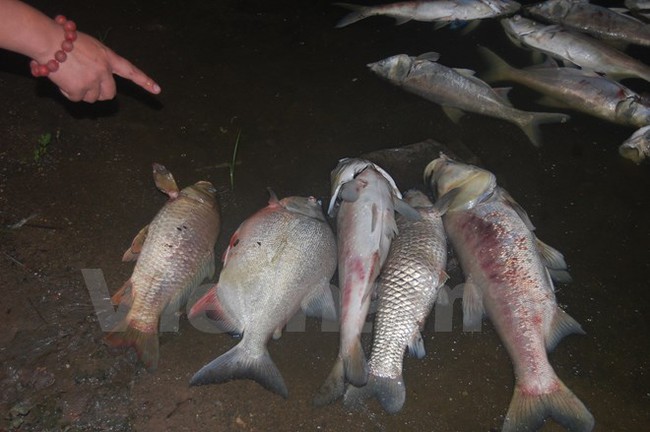 Kinh hoàng cá chết dạt vào bờ dài cả cây số ở hồ Linh Đàm - Ảnh 1.