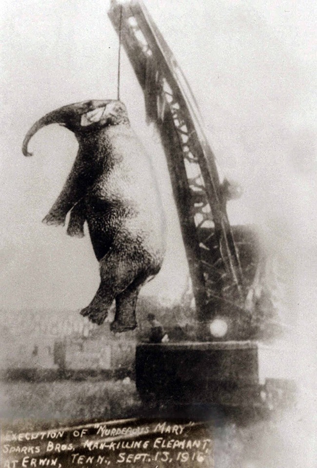 Chú voi bất hạnh nhất trong lịch sử, bị con người treo cổ tới chết - Ảnh 1.