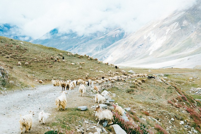 Ladakh - Tiểu Tây Tạng của Ấn Độ: Đừng đến nếu bạn thích an nhàn! - Ảnh 17.