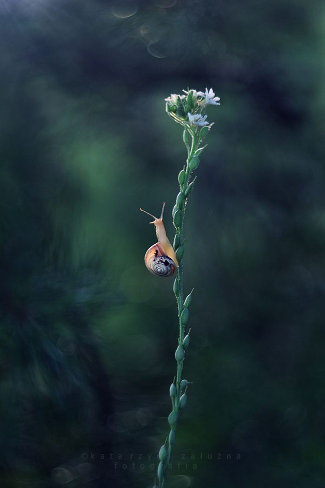 Bộ ảnh đẹp lung linh về ốc sên quấn quít bên hoa trong sương sớm - Ảnh 13.