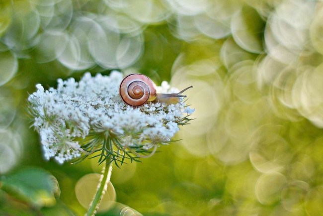 Bộ ảnh đẹp lung linh về ốc sên quấn quít bên hoa trong sương sớm - Ảnh 2.