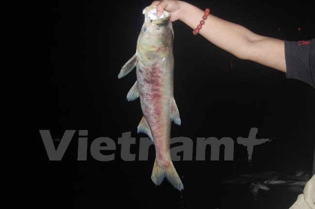 Kinh hoàng cá chết dạt vào bờ dài cả cây số ở hồ Linh Đàm - Ảnh 3.