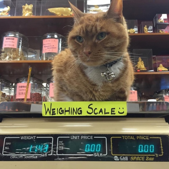 9 năm cần mẫn trông cửa hàng không nghỉ, chú mèo này đã trở nên nổi tiếng khắp New York - Ảnh 3.