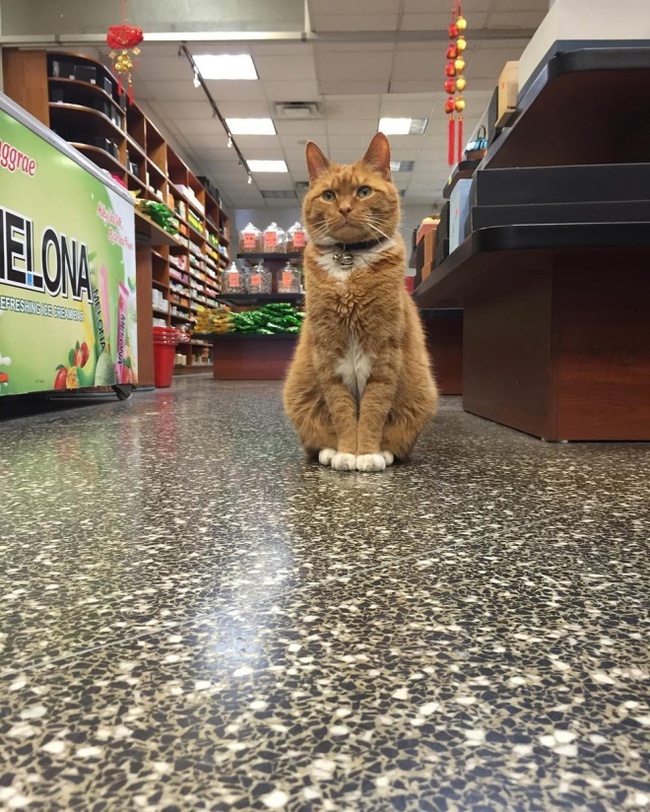 9 năm cần mẫn trông cửa hàng không nghỉ, chú mèo này đã trở nên nổi tiếng khắp New York - Ảnh 5.
