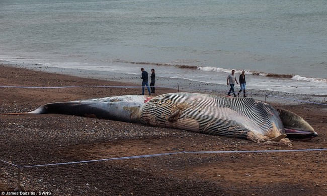 Xác cá voi khổng lồ dạt vào bờ, người dân lo sợ cú nổ nội tạng kinh hoàng - Ảnh 7.