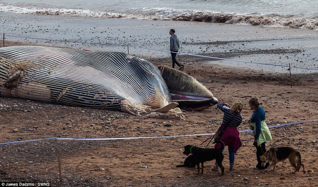Xác cá voi khổng lồ dạt vào bờ, người dân lo sợ cú nổ nội tạng kinh hoàng - Ảnh 3.