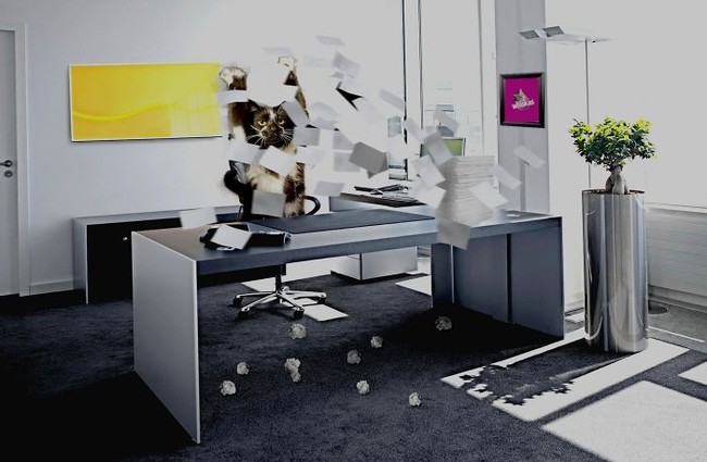 Chỉ v&igrave; một h&agrave;nh động k&igrave; quặc, ch&uacute; m&egrave;o n&agrave;y đ&atilde; trở th&agrave;nh nạn nh&acirc;n của c&aacute;c th&aacute;nh Photoshop - Ảnh 6.