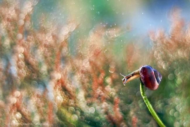 Kh&aacute;m ph&aacute; thế giới đầy thơ mộng như đến từ cổ t&iacute;ch của lo&agrave;i ốc s&ecirc;n - Ảnh 2.