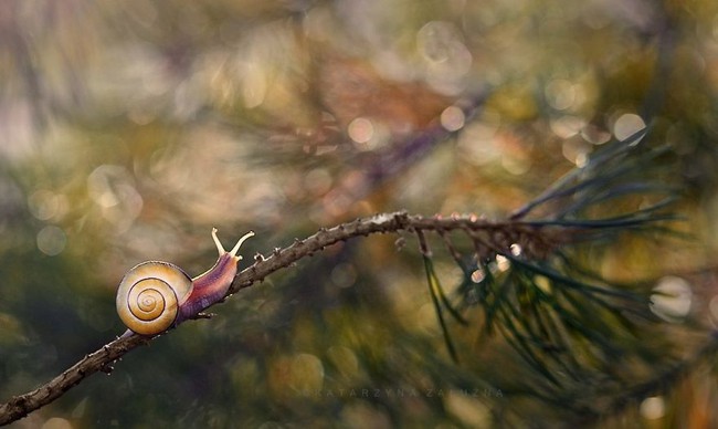 Kh&aacute;m ph&aacute; thế giới đầy thơ mộng như đến từ cổ t&iacute;ch của lo&agrave;i ốc s&ecirc;n - Ảnh 10.