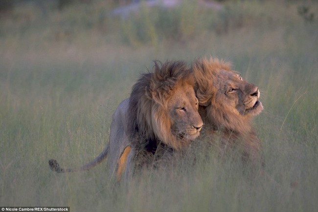 Bắt quả tang đôi sư tử đực công khai vui xuân tình giữa trời đất - Ảnh 1.