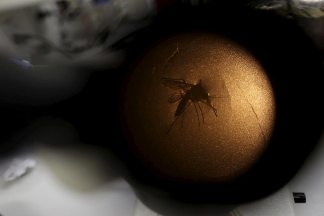 Ch&ugrave;m ảnh: khi virus Zika gieo rắc nỗi kinh ho&agrave;ng tr&ecirc;n to&agrave;n thế giới - Ảnh 17.