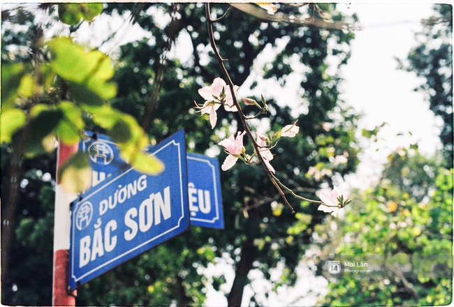 Lại một m&ugrave;a hoa ban t&iacute;m chở một g&oacute;c T&acirc;y Bắc về giữa l&ograve;ng H&agrave; Nội - Ảnh 1.