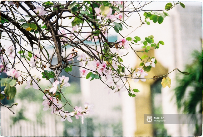Lại một m&ugrave;a hoa ban t&iacute;m chở một g&oacute;c T&acirc;y Bắc về giữa l&ograve;ng H&agrave; Nội - Ảnh 11.