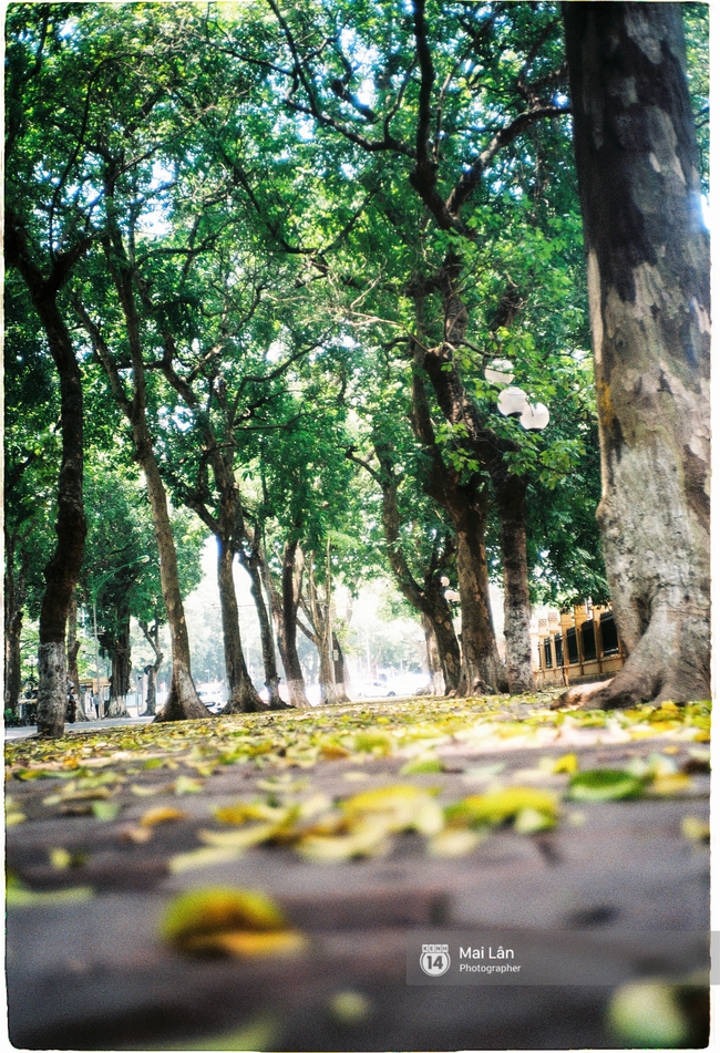 Những ng&agrave;y H&agrave; Nội rất n&oacute;ng, nhưng l&ograve;ng dịu lại v&igrave; cảnh l&aacute; rụng đẹp như m&ugrave;a thu thứ 2 - Ảnh 4.