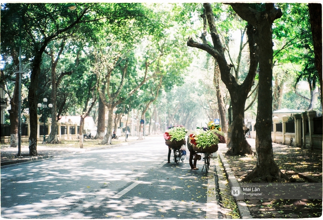 Những ngày Hà Nội rất nóng, nhưng lòng dịu lại vì cảnh lá rụng đẹp như mùa thu thứ 2 - Ảnh 2.