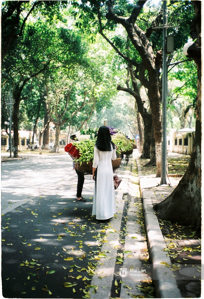 Những ng&agrave;y H&agrave; Nội rất n&oacute;ng, nhưng l&ograve;ng dịu lại v&igrave; cảnh l&aacute; rụng đẹp như m&ugrave;a thu thứ 2 - Ảnh 10.